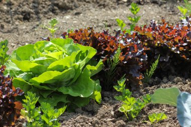 Haziran ayında Güney Almanya çok güneşli bir günde salata ve kırsal kesimde açık kahverengi dünya üzerindeki çiçekler gibi yeşil bitkiler görmek
