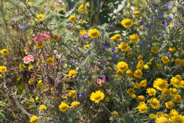 Sen görmek detayları ve yazlık ülke çiçek çiftlik evinin Bahçe ambiyans içinde renklerle harika turuncu kırmızı ve pembe ve mavi renkler çok güneşli Güney Almanya'da Temmuzda