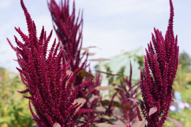 yakın Güney Almanya kırsal renkli çiçekler güneşli bir stuttgart şehir ve Münih yakınında Ağustos bakın