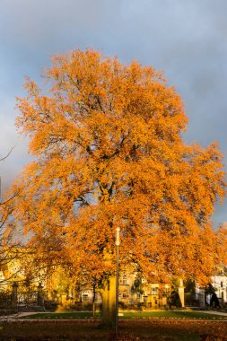 Sonbahar günbatımı renk ağaçlar ve dalları Münih ve stuttgart yakınındaki güney Almanya kırsal tarihi şehir içinde