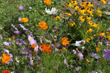 geniş açı bakmak Güney Almanya kırsal renkli çiçekler, güneşli bir günde stuttgart şehir ve Münih yakınında Ağustos