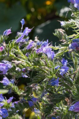 Sen görmek detayları ve tek closeup yazlık ülke çiçek çiftlik evinin Bahçe ambiyans içinde renklerle harika turuncu kırmızı ve pembe ve mavi renkler çok güneşli Güney Almanya'da Temmuzda