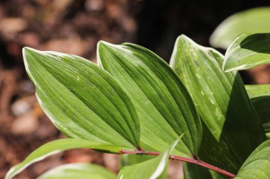 bir şehir Güney Almanya'da parc bir gölge yerde taze yeşil renklere