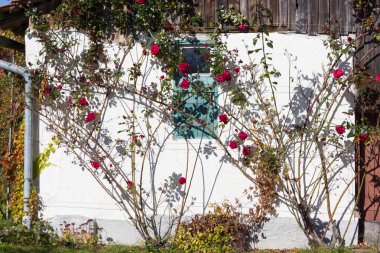 Açık mavi gökyüzü ve sıcak bir gün ile Güney Alman kırsal pastırma yazı Ekim ay üzerinde gül bahçesi ile çatı çiftlik evi