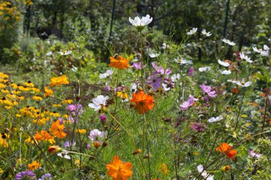 geniş açı bakmak Güney Almanya kırsal renkli çiçekler, güneşli bir günde stuttgart şehir ve Münih yakınında Ağustos
