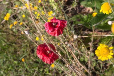 Sen görmek detayları ve tek closeup yazlık ülke çiçek çiftlik evinin Bahçe ambiyans içinde renklerle harika turuncu kırmızı ve pembe ve mavi renkler çok güneşli Güney Almanya'da Temmuzda