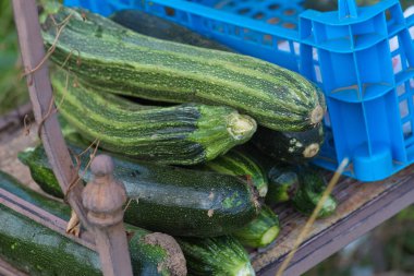 Kiosk Güney Almanya'da kırsal kırsal güneşli gün, mavi şemsiye ile yazlık bahçe yeşil çim