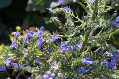 çok güneşli Güney Almanya'da Temmuzda görüşürüz ayrıntıları ve yazlık ülke çiçeklerle arılar hem de bumblebees çiftlik evinin Bahçe ambiyans içinde renkleri harika turuncu kırmızı ve pembe ve mavi renkler ile