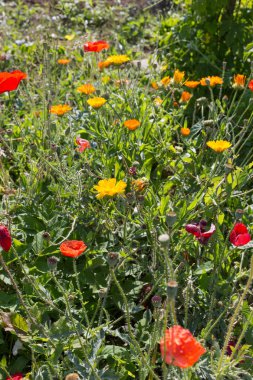 Sen görmek detayları ve yazlık ülke çiçek çiftlik evinin Bahçe ambiyans içinde renklerle harika turuncu kırmızı ve pembe ve mavi renkler çok güneşli Güney Almanya'da Temmuzda