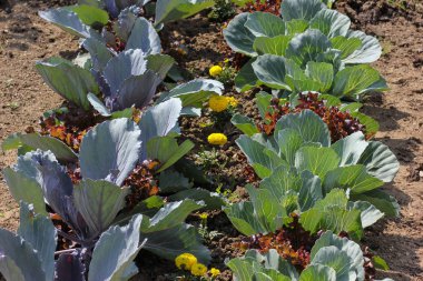 Haziran ayında Güney Almanya çok güneşli bir günde salata ve kırsal kesimde açık kahverengi dünya üzerindeki çiçekler gibi yeşil bitkiler görmek