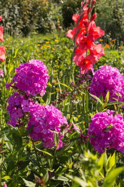 Sen görmek detayları ve tek closeup yazlık ülke çiçek çiftlik evinin Bahçe ambiyans içinde renklerle harika turuncu kırmızı ve pembe ve mavi renkler çok güneşli Güney Almanya'da Temmuzda