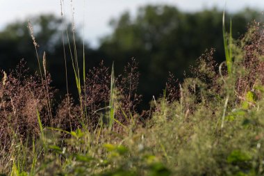 Haziran ayında Güney Almanya çok güneşli bir günde gül ve pembe mor colord çim alan Mısır arka planda önce ayrıntılı görmek