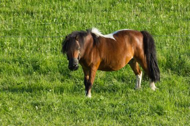 daha önce ufuk mavi gökyüzü ve bulutlar ile büyük ve küçük atlar çim bir güneşli yaz akşamı Güney Almanya'da yiyorsun