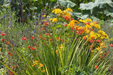 Sen görmek detayları ve yazlık ülke çiftlik evinin Bahçe ambiyans çiçeklenir renkleri harika turuncu kırmızı ve pembe ve mavi renkler ile Haziran ayında Güney Almanya çok güneşli bir günde