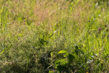 Haziran ayında Güney Almanya çok güneşli bir günde gül ve pembe mor colord çim alan Mısır arka planda önce ayrıntılı görmek
