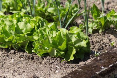 Haziran ayında Güney Almanya çok güneşli bir günde gördüğünüz sebze ve salata ve kırsal kesimde açık dünya üzerindeki çiçekler