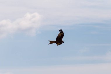 Güney Almanya yaz Temmuz yaz mavi gökyüzünde çift olarak bir yırtıcı kuş