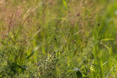 Haziran ayında Güney Almanya çok güneşli bir günde gül ve pembe mor colord çim alan Mısır arka planda önce ayrıntılı görmek
