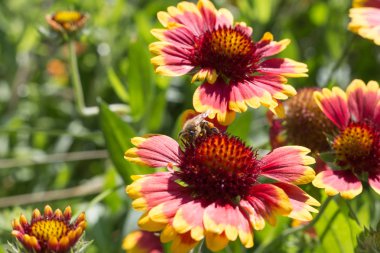 Sen görmek detayları ve yazlık ülke çiftlik evinin Bahçe ambiyans çiçeklenir renkleri harika turuncu kırmızı ve pembe ve mavi renkler ile Haziran ayında Güney Almanya çok güneşli bir günde