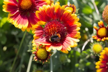 çok güneşli Güney Almanya'da Temmuzda görüşürüz ayrıntıları ve yazlık ülke çiçeklerle arılar hem de bumblebees çiftlik evinin Bahçe ambiyans içinde renkleri harika turuncu kırmızı ve pembe ve mavi renkler ile