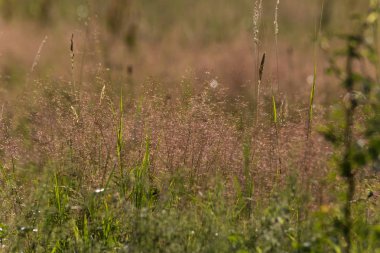 Haziran ayında Güney Almanya çok güneşli bir günde gül ve pembe mor colord çim alan Mısır arka planda önce ayrıntılı görmek