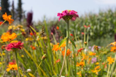 yakın Güney Almanya kırsal renkli çiçekler güneşli bir stuttgart şehir ve Münih yakınında Ağustos bakın
