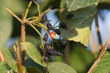 Eylül akşam sonbaharda, güzel çilek Güney Alman kırsalında stuttgart şehir yakınındaki