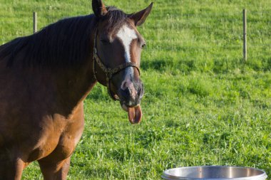 daha önce ufuk mavi gökyüzü ve bulutlar ile büyük ve küçük atlar çim bir güneşli yaz akşamı Güney Almanya'da yiyorsun