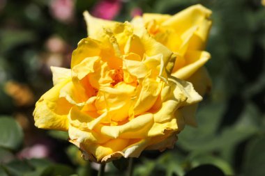 roseplants yaşlı ağaçları özel güzel renkleri