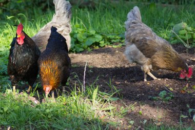Güney Almanya'da Temmuz ayında çok güneşli bir günde tavuk erkek ve dişi yeşil ot ve çalılar arkasında koşturup siyah ve kahverengi ve gri renkte görmek