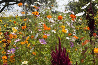 geniş açı bakmak Güney Almanya kırsal renkli çiçekler, güneşli bir günde stuttgart şehir ve Münih yakınında Ağustos