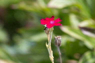 Sen görmek detayları ve yazlık ülke çiftlik evinin Bahçe ambiyans çiçeklenir renkleri harika turuncu kırmızı ve pembe ve mavi renkler ile Haziran ayında Güney Almanya çok güneşli bir günde