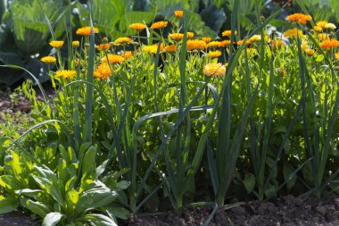 Güney Almanya Münih şehri yakınlarında ve stuttgart Temmuz güneşli bir bir yazlık bahçesinde meyve bitkiler