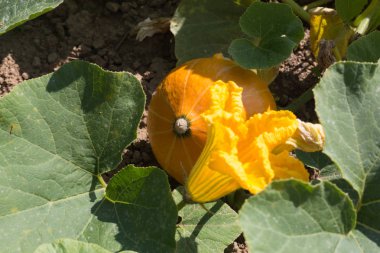 Haziran ayında Güney Almanya çok güneşli bir günde ayrıntıları ve sebze ve salata gibi yeşil bitkilerin renkleri görmek