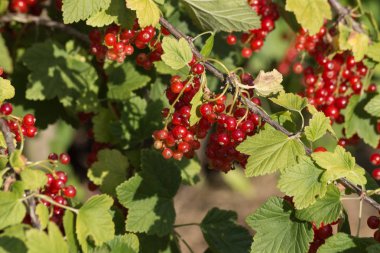 çok güneşli bir akşam Güney Almanya'da Temmuzda ahududu ve Frenk üzümü ve çilek kırmızı ve pembe renkte diğer türlü gibi meyveler görmek