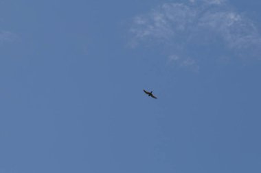 yüksek mavi gökyüzünde uçan toygar