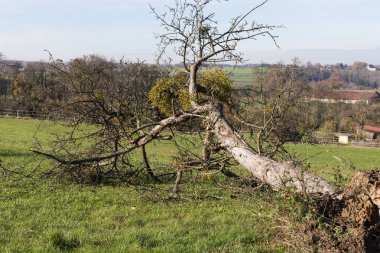 deadfallen ağaçlar ve Güney Almanya Münih şehri yakınlarında ve stuttgart mavi gökyüzü ile sonbahar kırsal manzara