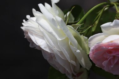 Haziran ayında Güney Almanya çok güneşli bir günde gül pembe, kırmızı, sarı, beyaz ve turuncu gibi birçok renkte görmek