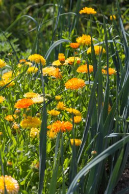 Güney Almanya Münih şehri yakınlarında ve stuttgart Temmuz güneşli bir bir yazlık bahçesinde meyve bitkiler