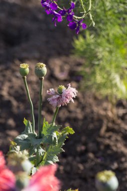 Sen görmek detayları ve çiftlik evinin Bahçe ambiente yazlık ülke çiçek renkleri harika turuncu kırmızı ve pembe ve mavi renkler ile Haziran ayında Güney Almanya çok güneşli bir günde