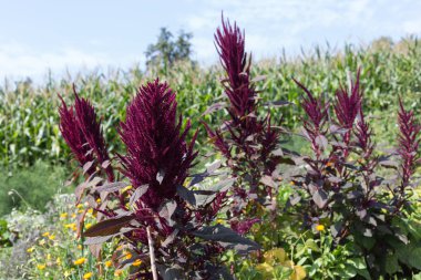 geniş açı bakmak Güney Almanya kırsal renkli çiçekler, güneşli bir günde stuttgart şehir ve Münih yakınında Ağustos