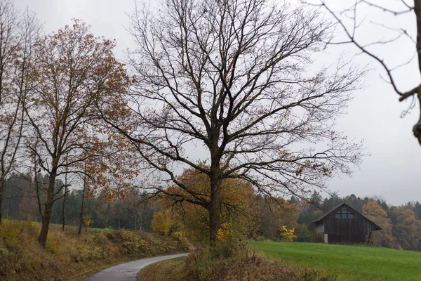 Mlhavé Podzimní Stromy Listy Jih Německým Venkově Zelený Trávník Inidan — Stock fotografie