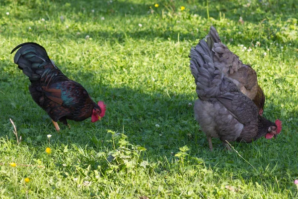 Día Muy Soleado Julio Sur Alemania Ven Pollos Macho Hembra — Foto de Stock