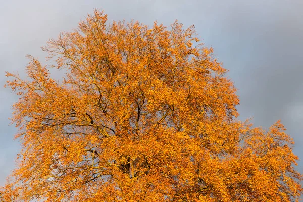 Autumn Sunset Kolor Drzewa Gałęzie Południowej Niemcy Krajobrazy Historyczne Miasta — Zdjęcie stockowe