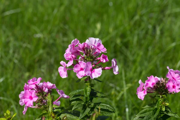 Flowers Cottage Garden July Summer Sunny Day South Germany City — Stock Photo, Image