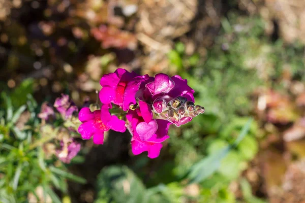 Velmi Slunečného Dne Červnu Jižním Německu Zobrazí Detaily Barvy Země — Stock fotografie