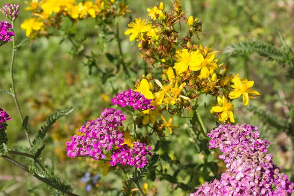 Sen görmek detayları ve çiftlik evinin Bahçe ambiente yazlık ülke çiçek renkleri harika turuncu kırmızı ve pembe ve mavi renkler ile Haziran ayında Güney Almanya çok güneşli bir günde