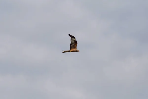 Very Sunny Day June South Germany You See Kite High — Stock Photo, Image