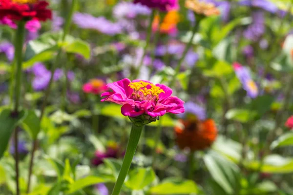 Dicht Kijken Naar Kleurrijke Bloemen Zuid Duitsland Platteland Een Zonnige — Stockfoto