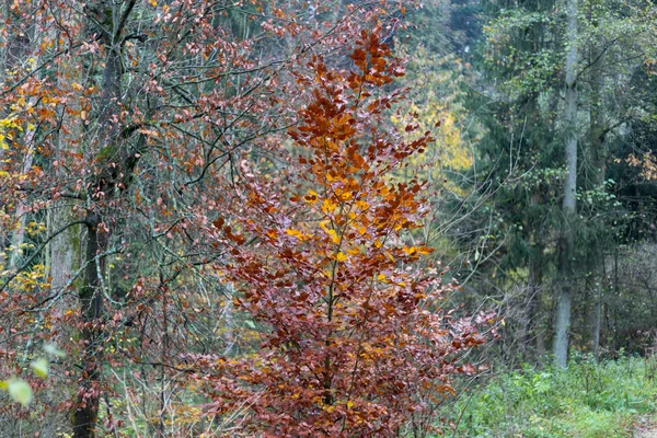 Árvores Outono Nebulosas Folhas Zona Rural Sul Alemanha Com Gramado — Fotografia de Stock